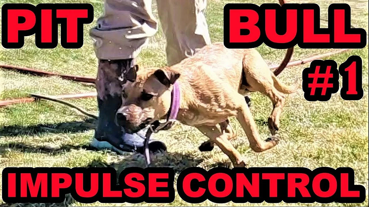 Bindi Learning Impulse Control Part 1