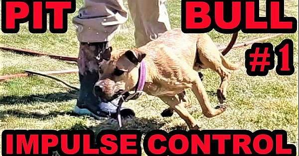 Bindi Learning Impulse Control Part 1