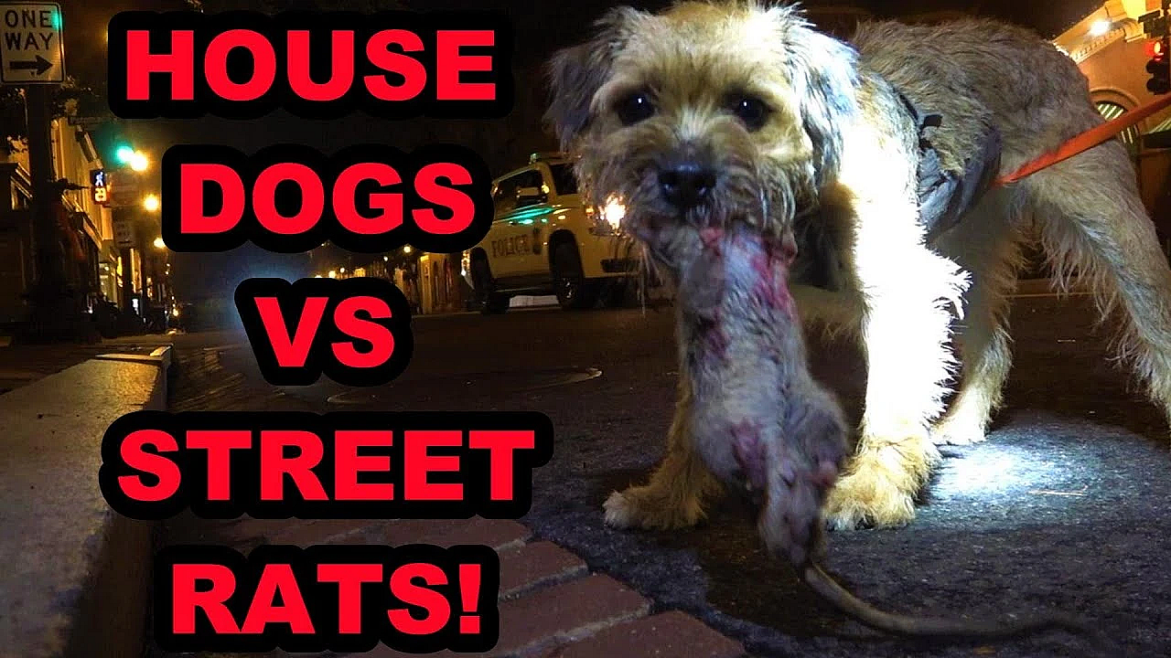 House Dogs Vs Street Rats! #2