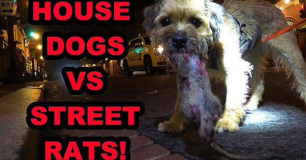 House Dogs Vs Street Rats! #2