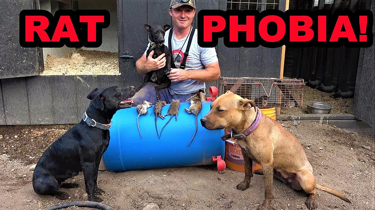 Painful Chicken Coop Ratting!