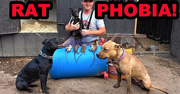 Painful Chicken Coop Ratting!