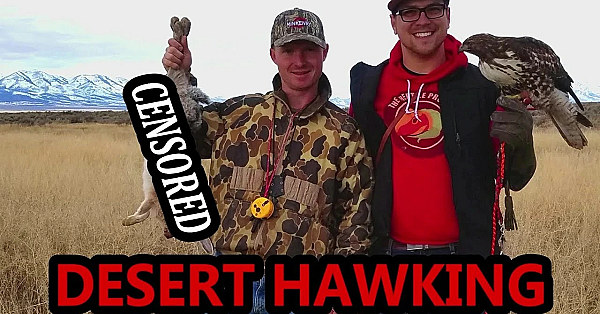 Hawking Jackrabbits In The High Desert