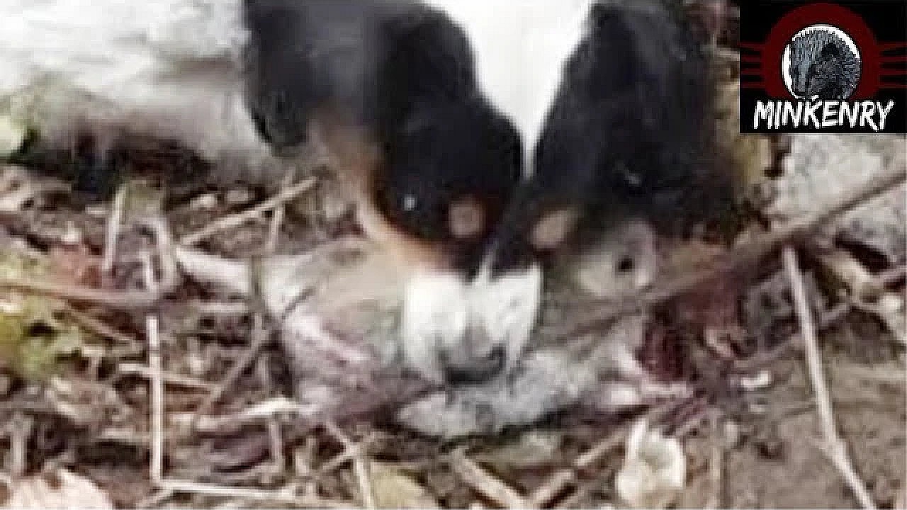 Rat Eradication With Mink And Dogs.