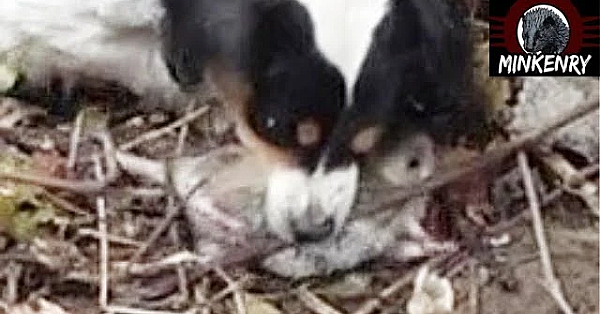 Rat Eradication With Mink And Dogs.