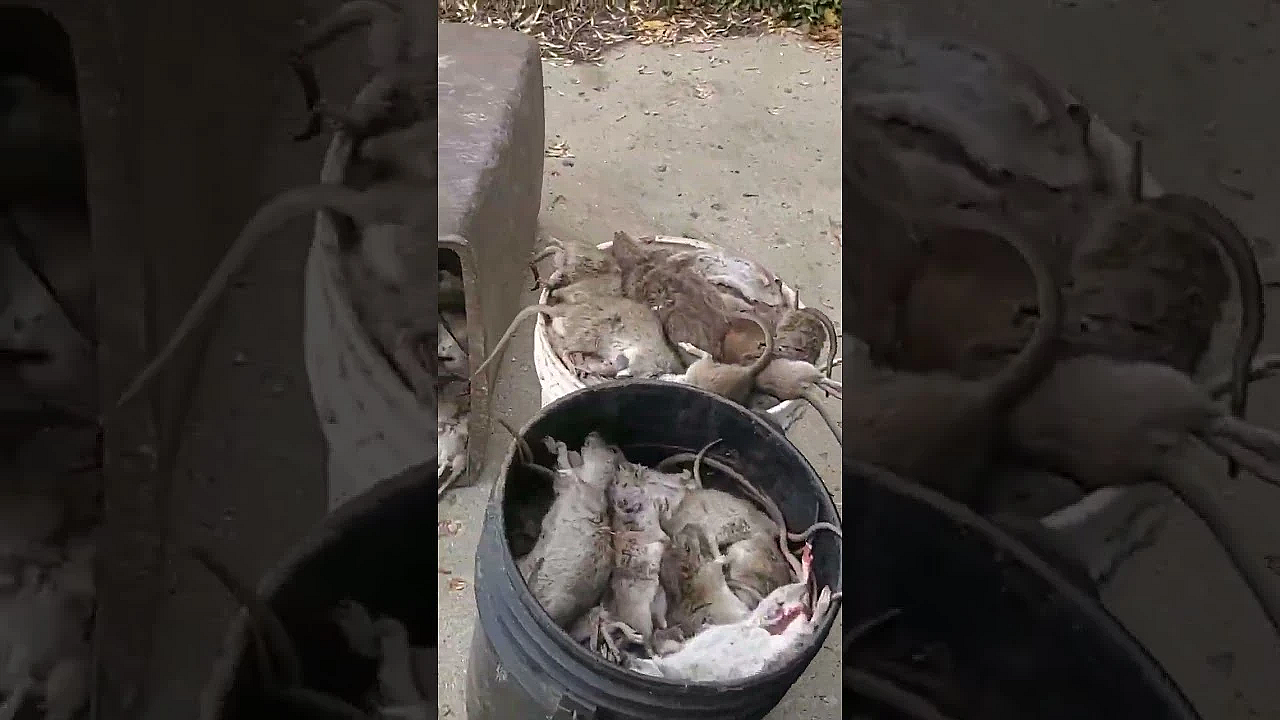 Did We Beat Our Ratting Record? Give Us Your Guess On How Many Rats We Caught!