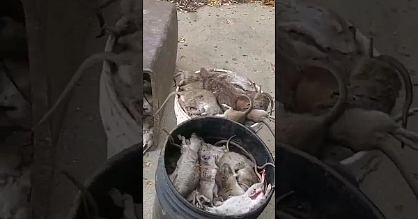 Did We Beat Our Ratting Record? Give Us Your Guess On How Many Rats We Caught!