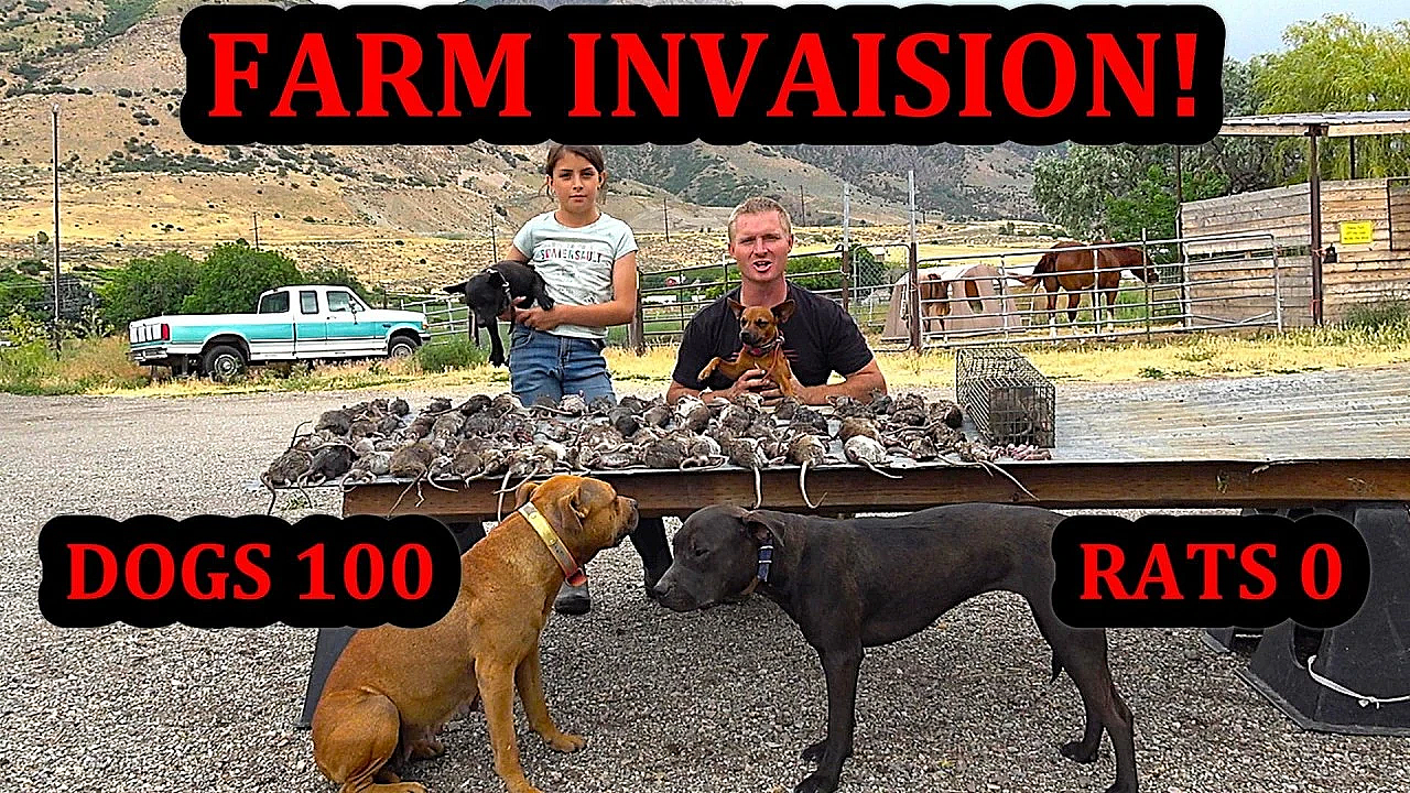 100 RAT Invasion: Dogs Track Down 100 Rats Hidden Across a Farm.
