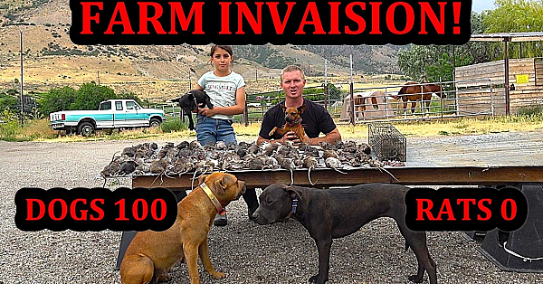 100 RAT Invasion: Dogs Track Down 100 Rats Hidden Across a Farm.
