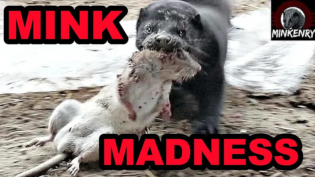 Rat Invasion Smashed By Mink And Dogs.