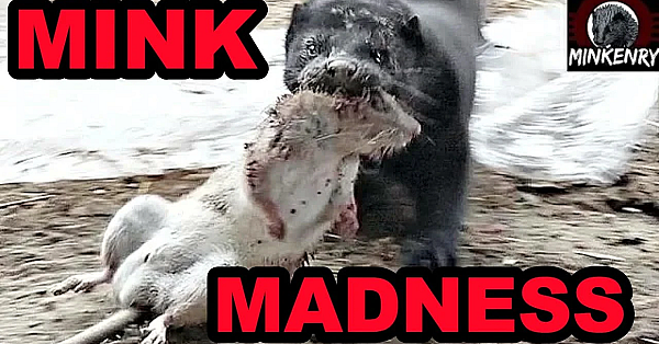 Rat Invasion Smashed By Mink And Dogs.