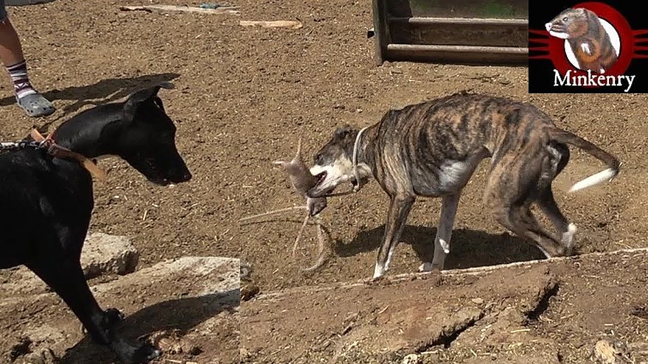 We Eradicate 51 Rats! Total Chaos While Ratting With Dogs!