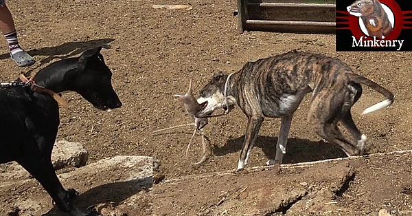 We Eradicate 51 Rats! Total Chaos While Ratting With Dogs!