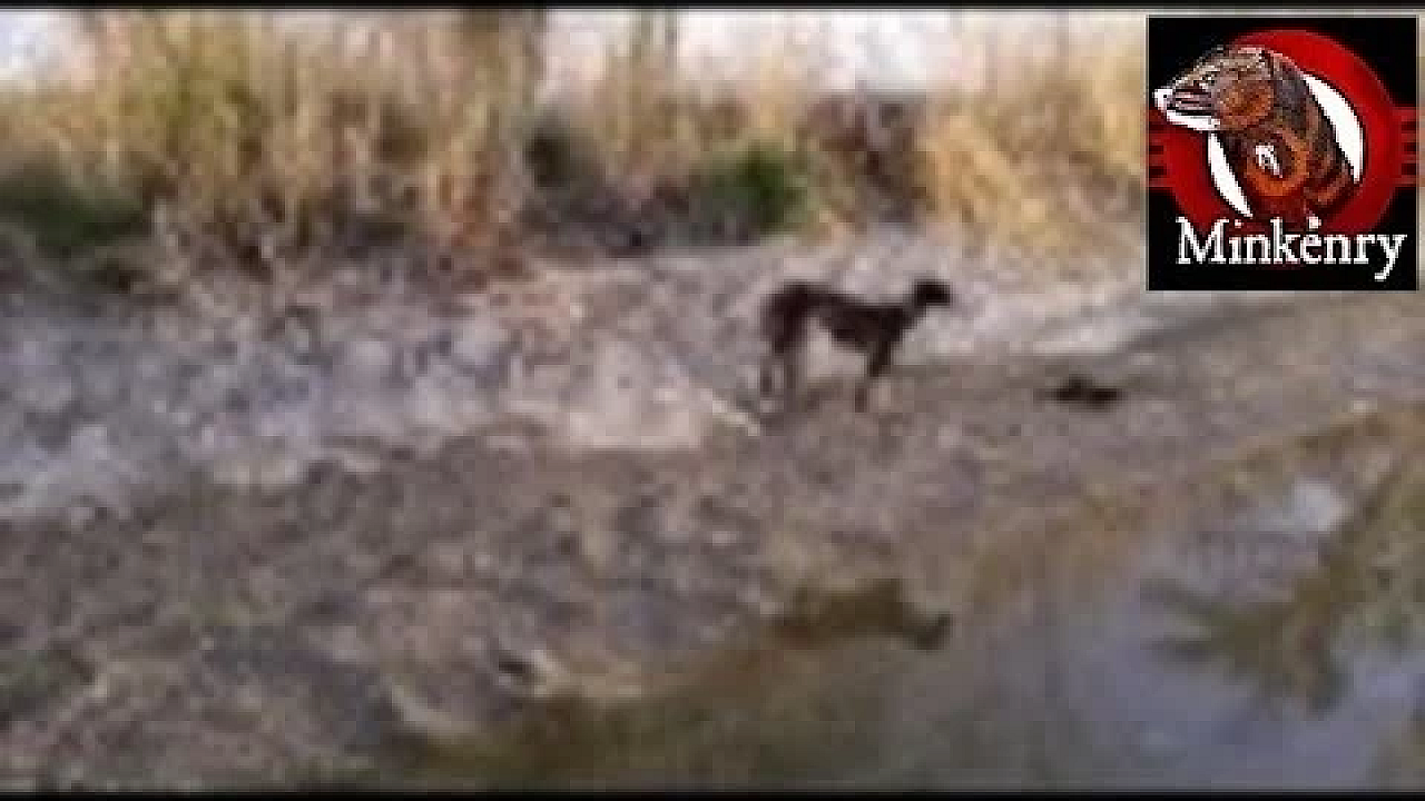 Fang And Onsa Long Lost Video