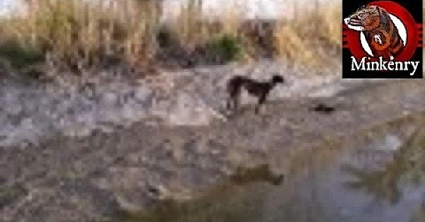 Fang And Onsa Long Lost Video