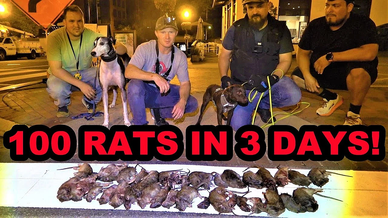100's Of City Rats Everywhere!!!