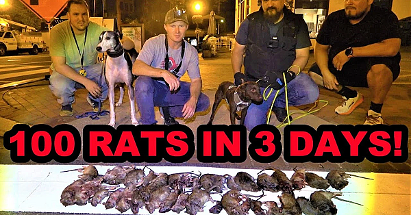 100's Of City Rats Everywhere!!!