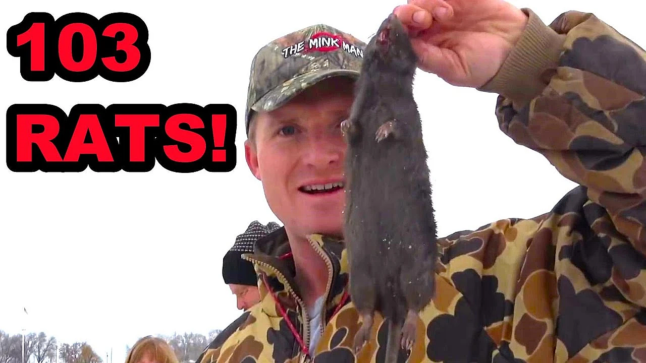 Pheasant Farm Rat Infestation!