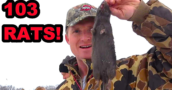 Pheasant Farm Rat Infestation!