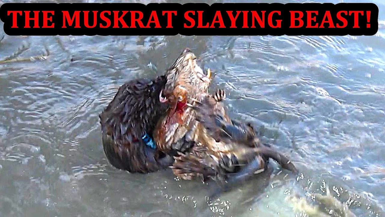 Spark The Muskrat Hunting Ace!