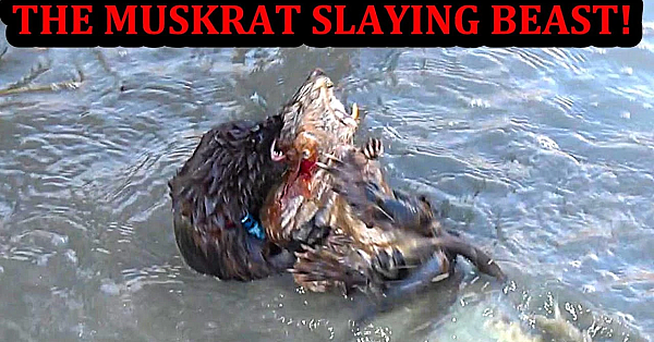 Spark The Muskrat Hunting Ace!