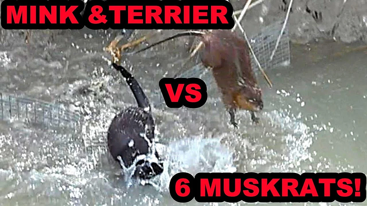 6 Muskrats Caught With Mink And Terrier!