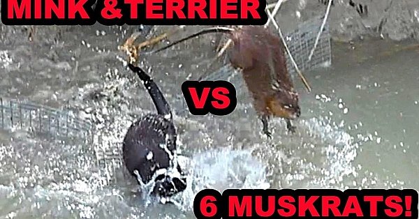 6 Muskrats Caught With Mink And Terrier!