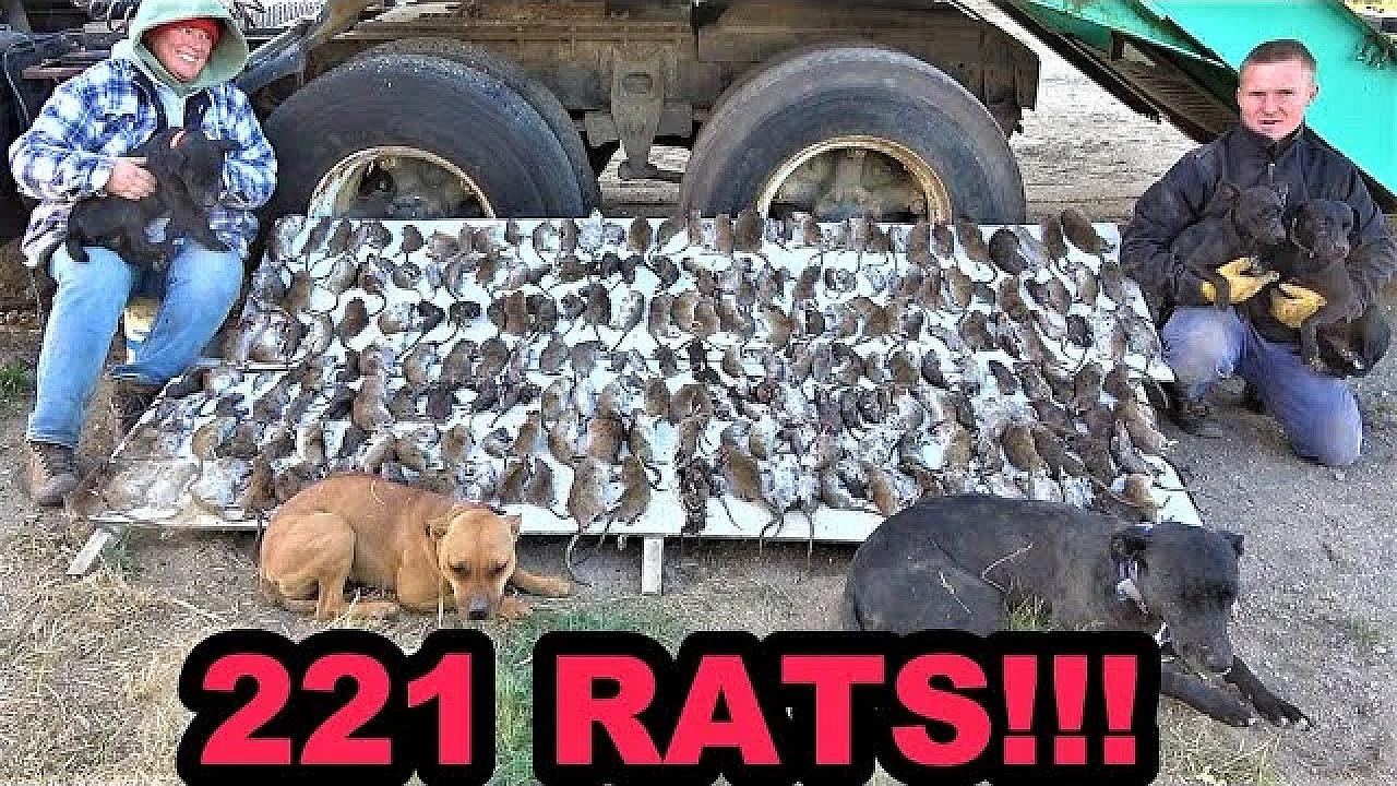 221 Rats Smashed Under Semi-trailer!