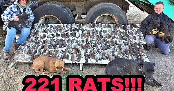 221 Rats Smashed Under Semi-trailer!