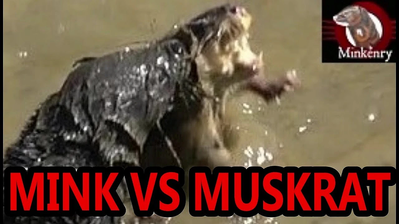 Double On Muskrats With Midnight And Spot