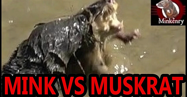 Double On Muskrats With Midnight And Spot