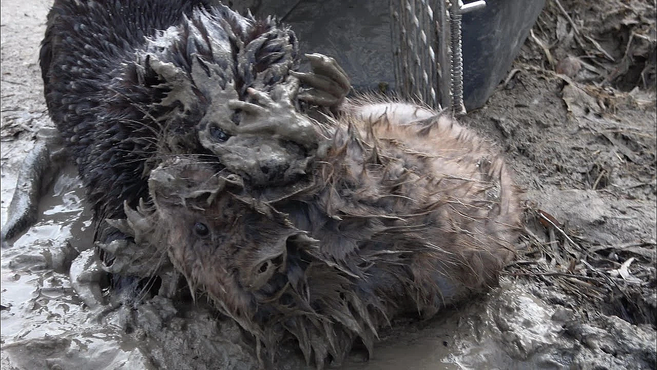 Saber The Mink Saves The Day!