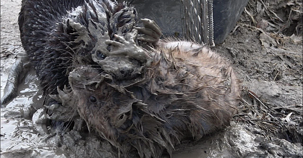 Saber The Mink Saves The Day!