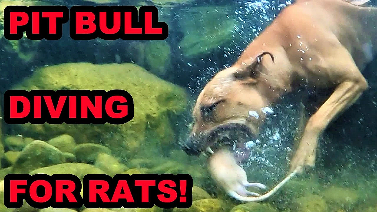 Bindi Diving Under Water After Rats.