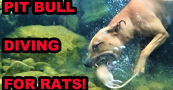 Bindi Diving Under Water After Rats.