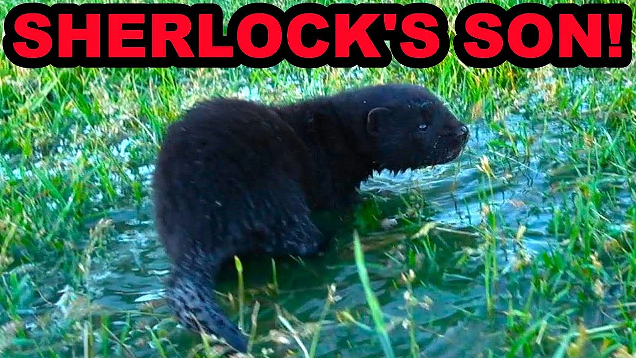 Sherlock And Savage The Mink Have A Litter!