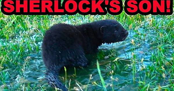 Sherlock And Savage The Mink Have A Litter!