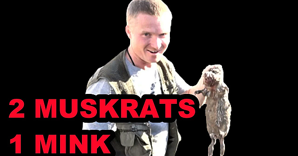 Double Muskrat Pest Control With Boon The Mink!