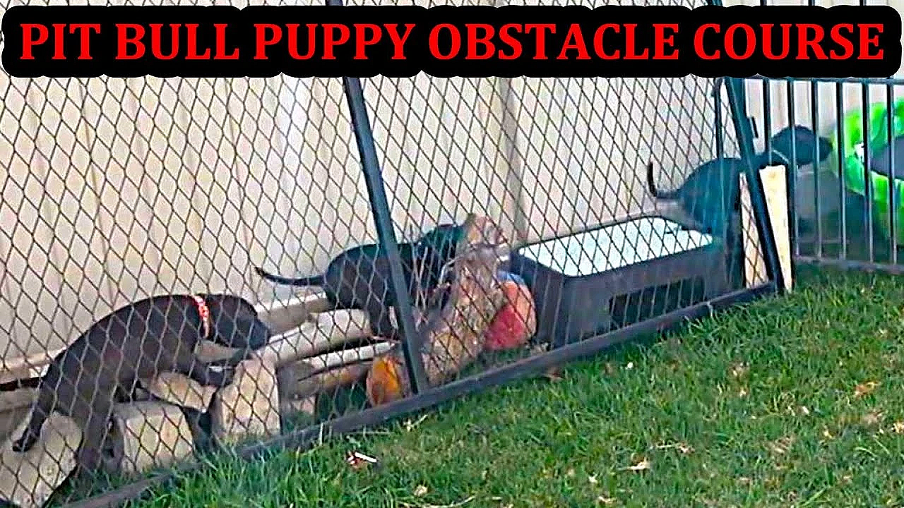 Bindi's Puppies 6-7 Weeks Old!