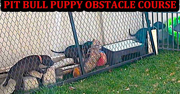 Bindi's Puppies 6-7 Weeks Old!