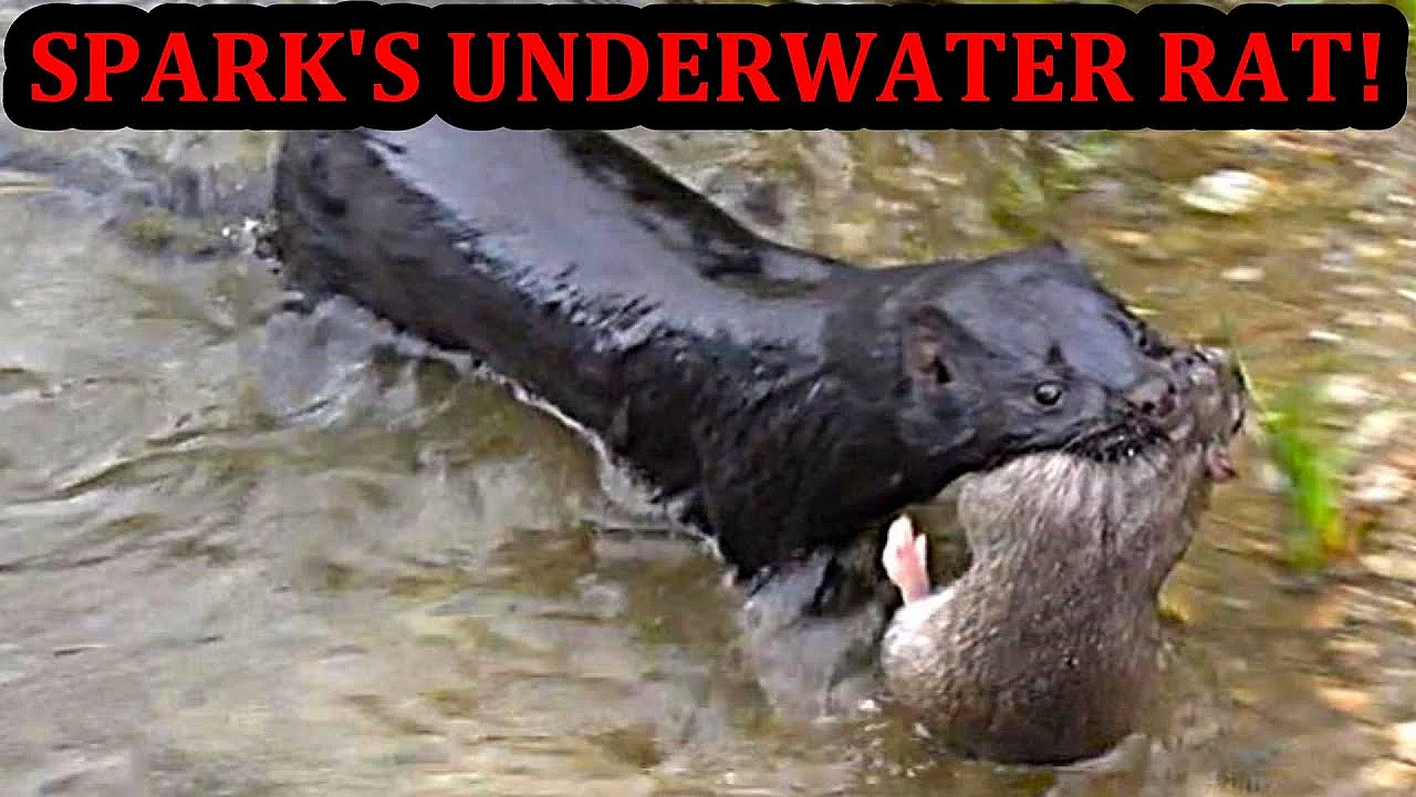 Spark's Sweet Underwater Rat!!!