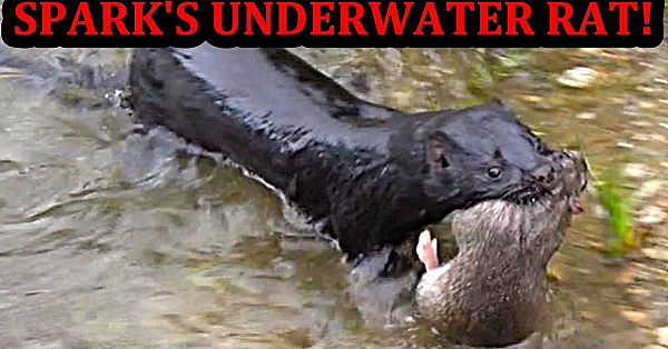 Spark's Sweet Underwater Rat!!!