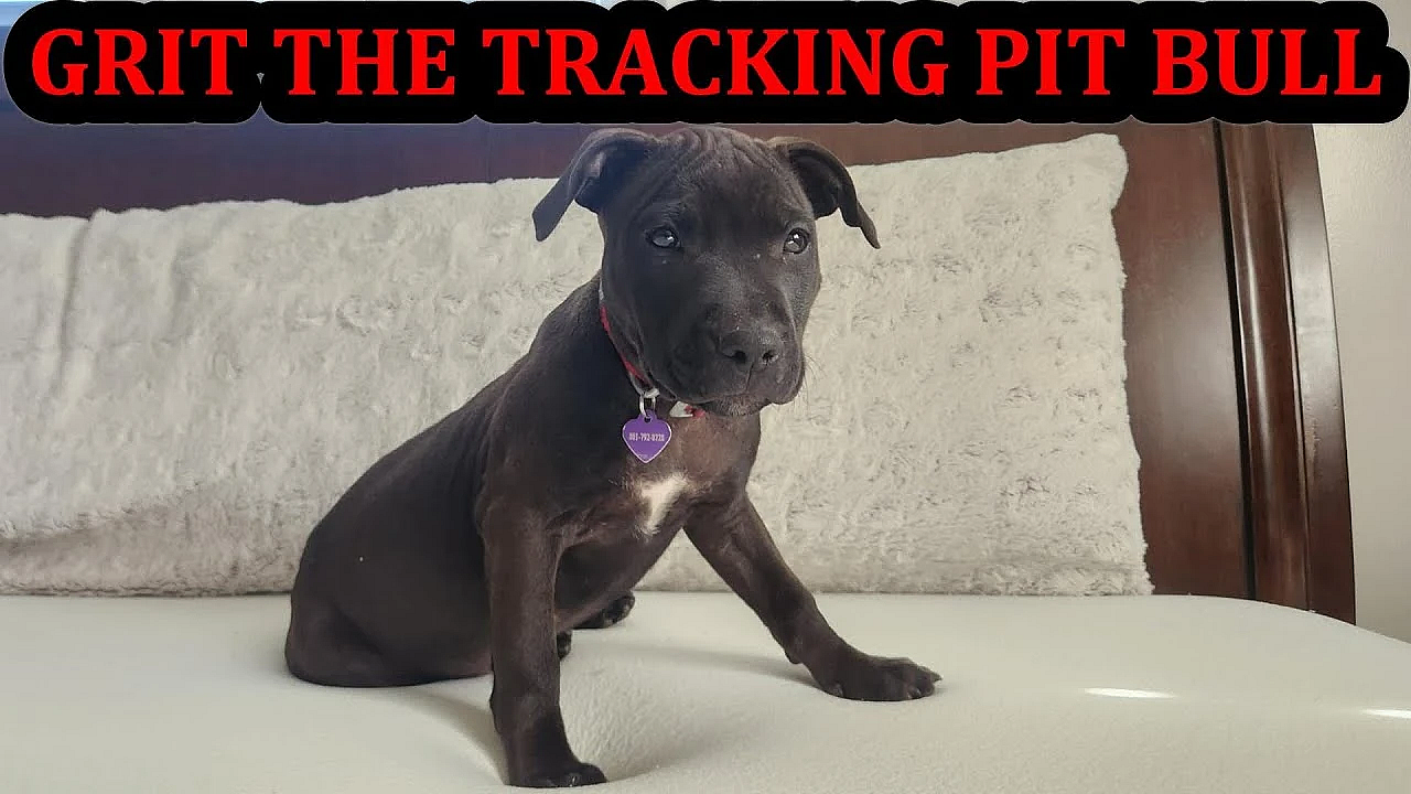 Grit The Pit 12 Weeks Old!