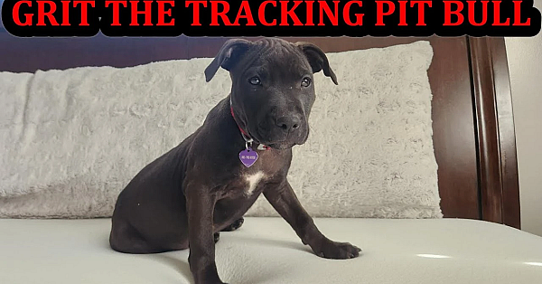 Grit The Pit 12 Weeks Old!