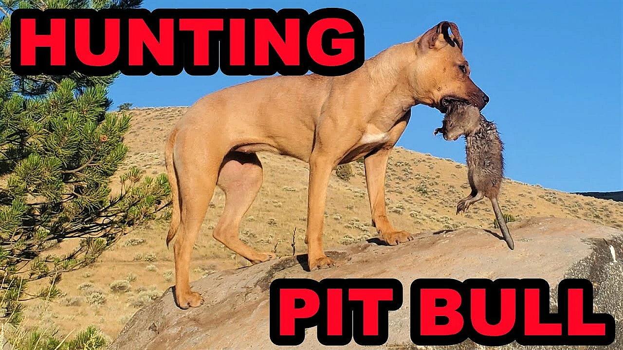 Bindi's 1st Muskrat!