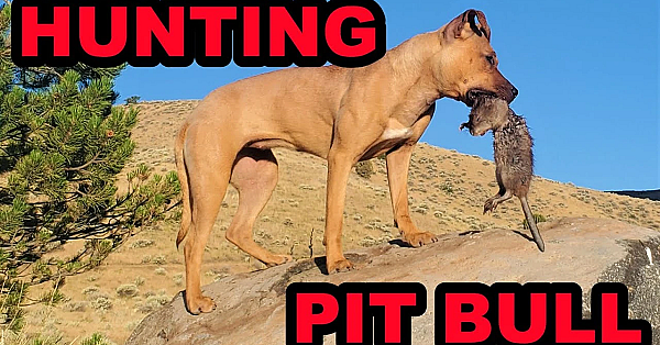 Bindi's 1st Muskrat!