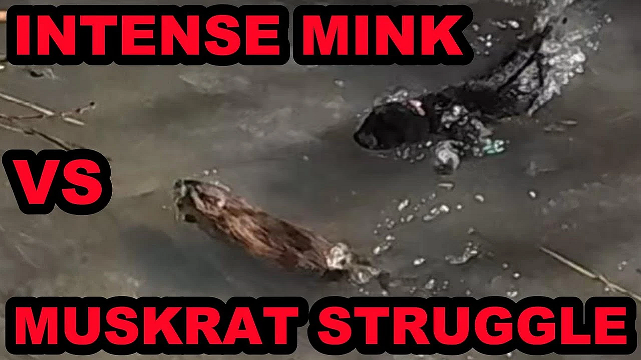 Spark Hunting Muskrats On A Beautiful Sunny Day