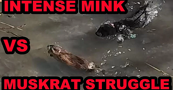 Spark Hunting Muskrats On A Beautiful Sunny Day