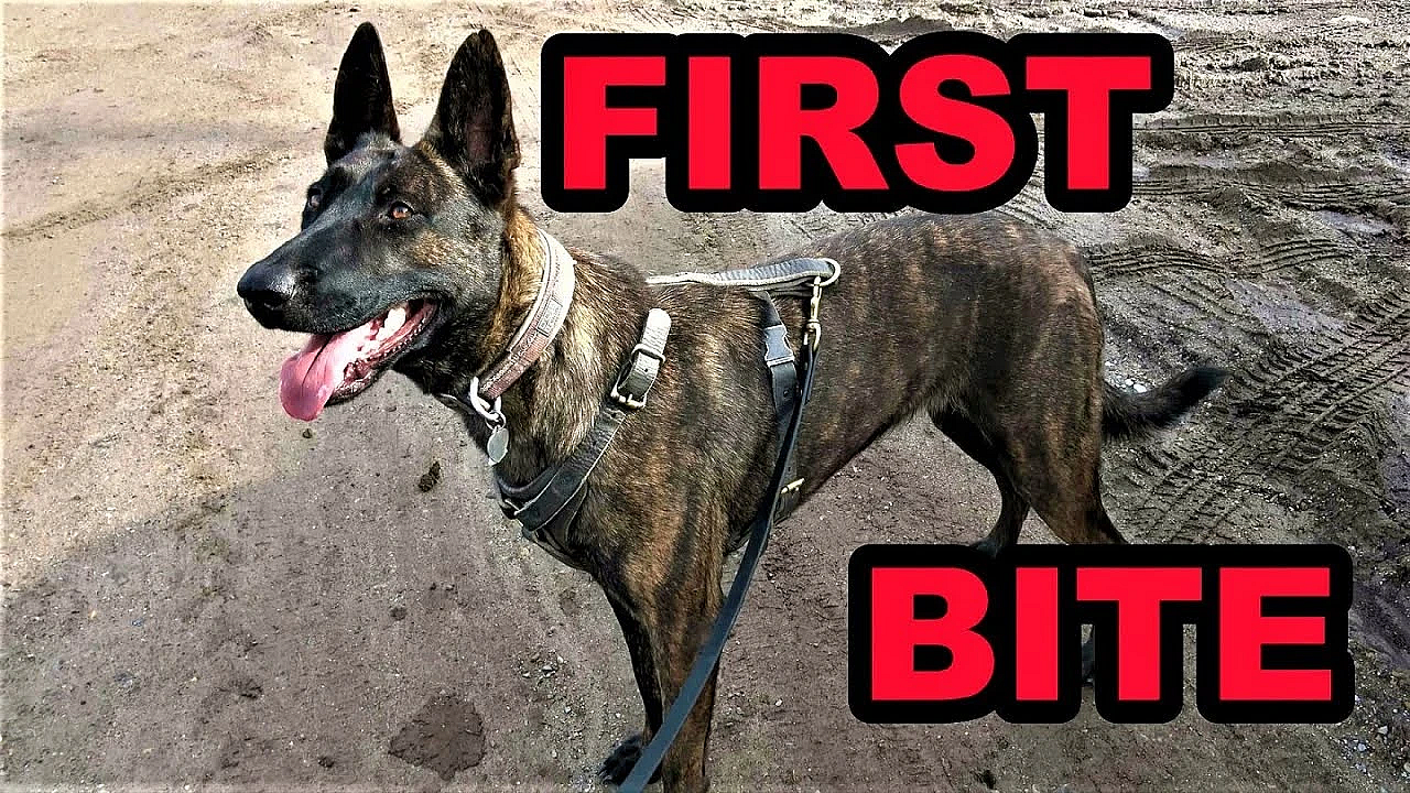 Sherni's First Protection Training!