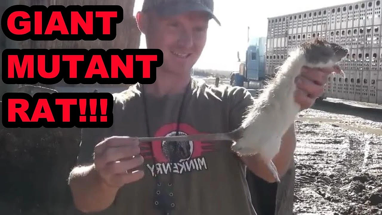 Giant Mutant Rat!!!